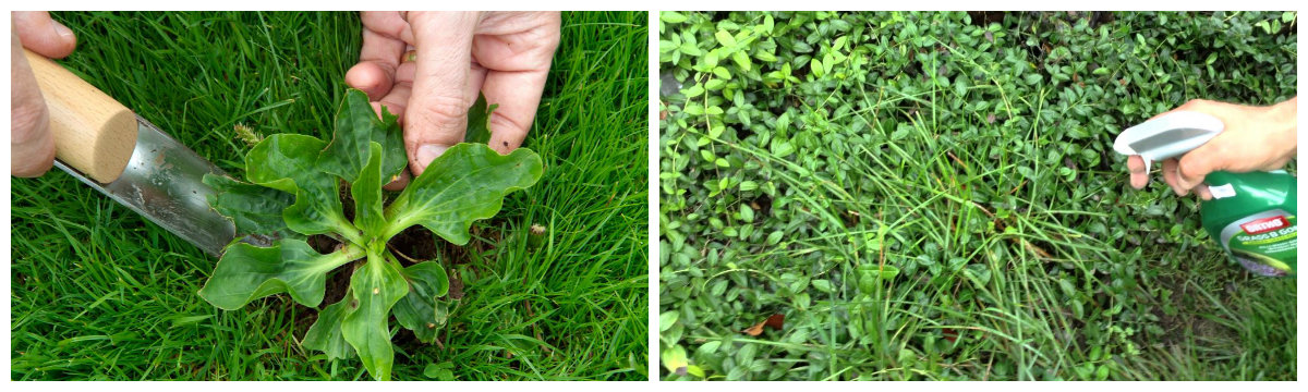 How to Identify and Remove Common Lawn Weeds: Part-II