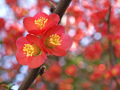 plants-Japanese Flowering Quince