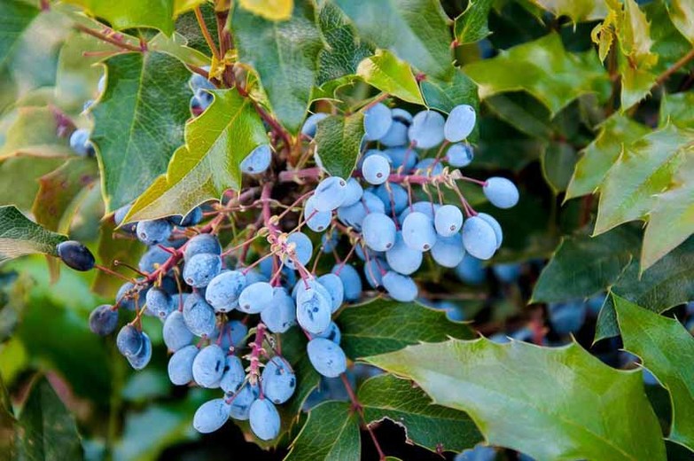 plants-Oregon Grape Holly