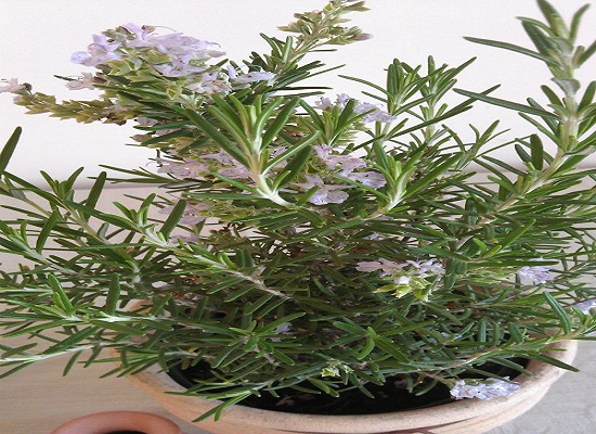 herbs-Rosemary