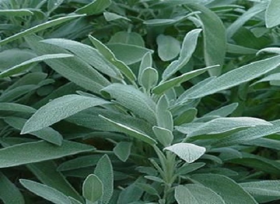 herbs-Sage