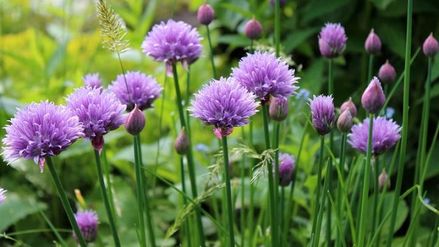 herbs-chives