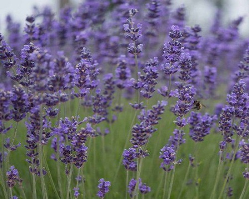 herbs-lavender