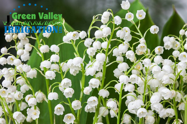 lily-of-valley