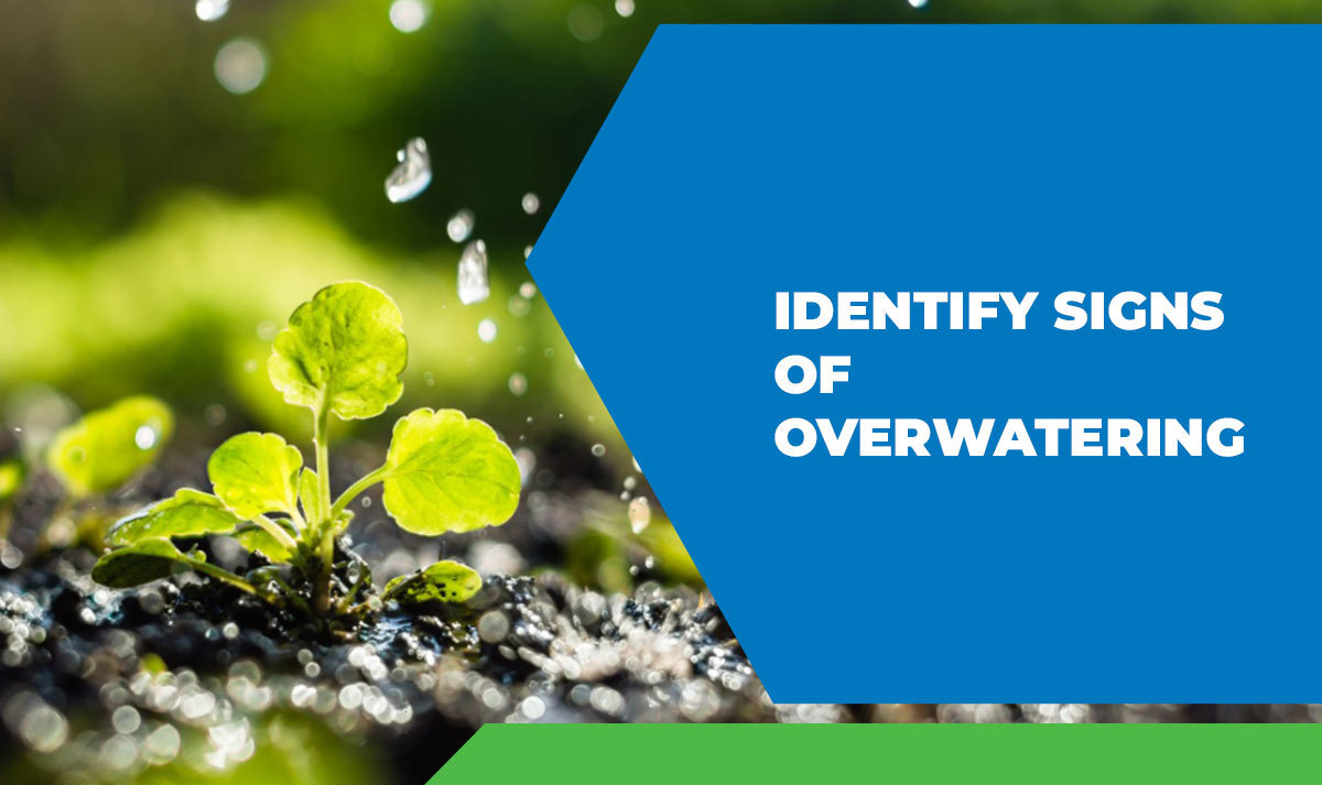 Identify Signs of Overwatering